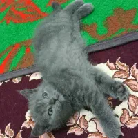 بچه گربه پرشین اسکاتیش واگذاری