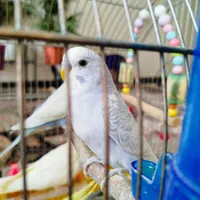 مرغ عشق