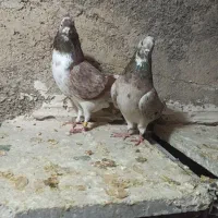 کبوترتی ماهی|پرنده|چرداول, |دیوار