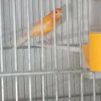 قنارینر|پرنده|سهند, |دیوار