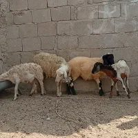 بره کوچک