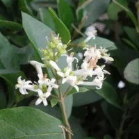 فروش فروی برگ نو بالای ۱۵ سال