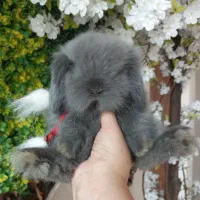 خرگوش های لوپی خانگی مسترمینی لوپ