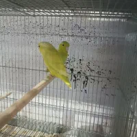 پروتلت مرغ کاسکو طوطی جا دونی مکانیزه|پرنده|قدس, شهر‌قدس|دیوار