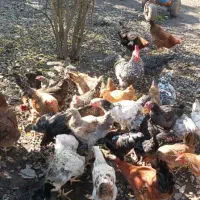 مرغ وخروس اصل طبیعی|حیوانات مزرعه|آستارا, |دیوار