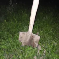 اجاره ۱۱هکتارزمین کشاورزی بالوله کشی قطره ای بیضا