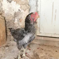 مرغ لاری کرک