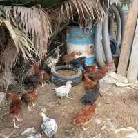 نیمچه خروس و نیمچه مرغ نزدیک تخم