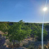 باغ ویلایی
