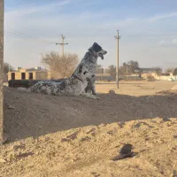 سگ گله|سگ|معصومیه, |دیوار