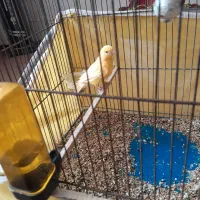 قناری سرخ ماده|پرنده|اصفهان, جاوان|دیوار