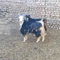 بزغاله نربزی خوشگل