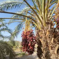 خرما امسالی|عمده‌فروشی|مشهد, مصلی (کارمندان اول)|دیوار