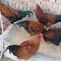 خروس|حیوانات مزرعه|بروجرد, |دیوار