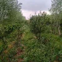 باغ زیبا|فروش زمین و ملک کلنگی|هیر, |دیوار