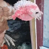 بوقلمون بوربن محلی