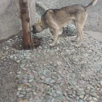 توله سراب|سگ|نسیم‌شهر, |دیوار