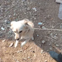 سگ توله 5ماهه|سگ|ورامین, ورامین|دیوار