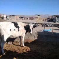 گاو با گوساله ی ماده