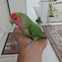 کوتوله رام نر