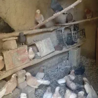 کبوتر سرور نک جم نکریز|پرنده|ساروق, |دیوار