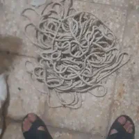 سرب ماهیگیری