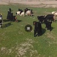 بروبیگ ترکی|حیوانات مزرعه|دزفول, |دیوار