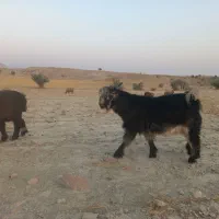 فروش کهره بذری