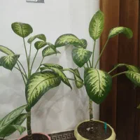 گل دلفینی3عدد