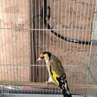 سهره جفتی نر و ماده