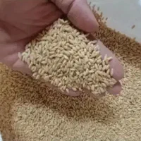 بذر اکلید پیشگام