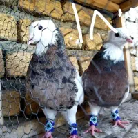 کفتر تعدادی طوقی سرخ الماسی آجری زرد هفت رنگ