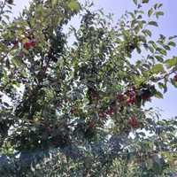 آلوبالو مجاری