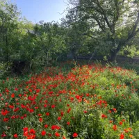 ۱۰۵۰متر زمین با بنای قدیمی (کردان شهرک جهان ویلا)