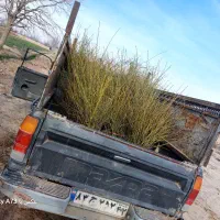 نهال گل محمدی|گل و گیاه طبیعی|مشهد, فرخد|دیوار