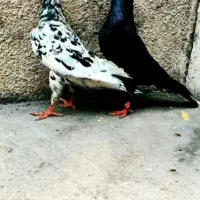 کفتر
