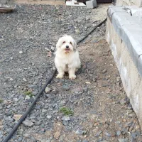 سگ شیتزو مالتیز|سگ|همدان, |دیوار
