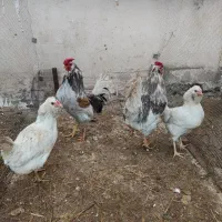 خروس گلین لری