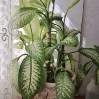 گل طبیعی،کمد آهنی 5 درب،کابینت فلزی