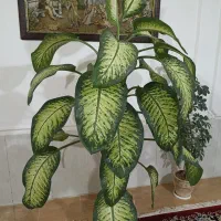 گل دیفن باخیا