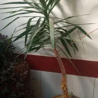 فروش گل اپارتمانی