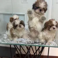 توله های شیتزو سوپر چمپیون