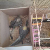 عروس هلندی با قفس|پرنده|کوهدشت, |دیوار