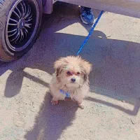 سگ پامر اشپیتر