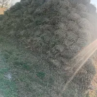 علف یونجه|حیوانات مزرعه|خوی, |دیوار