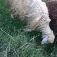 میش|حیوانات مزرعه|شوشتر, |دیوار