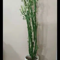 فوربیا اینگنس