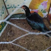 مرغ لاری اصیل