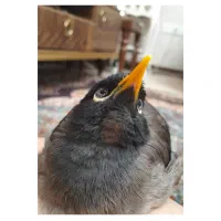 مرغ مینا دستی باهوش