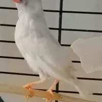 1 جوجه فنچ زبرا درشت و کشیده